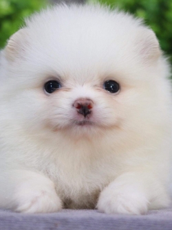 ปอมเมอเรเนียน เพศผู้