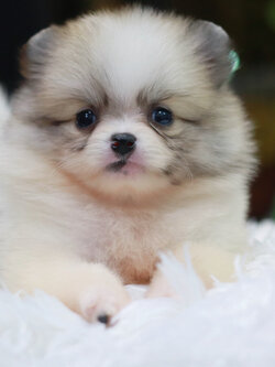 ปอมเมอเรเนียน เพศเมีย