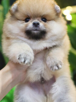 ปอมเมอเรเนียน เพศผู้ สีส้ม