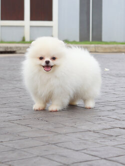 ปอมเมอเรเนียน เพศผู้ สีขาวครีม