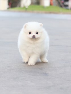 ปอมเมอเรเนียน เพศเมียสีขาวครีมหน้าฟ็อก