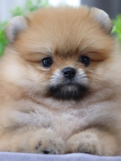 ปอมเมอเรเนียน เพศผู้