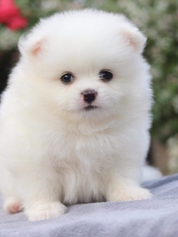 ปอมเมอเรเนียน เพศผู้