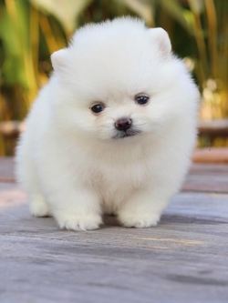 ปอมเมอเรเนียน เพศผู้