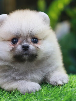 ปอมเมอเรเนียน เพศเมียสีส้ม