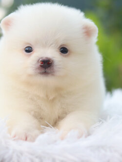 ปอมเมอเรเนียน เพศผู้ สีขาวครีม