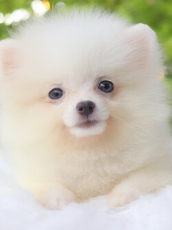 ปอมเมอเรเนียน เพศเมียสีขาวครีม