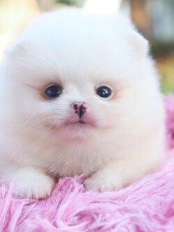 ปอมเมอเรเนียน เพศเมีย ไซส์เล็กขาวครีม