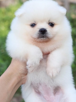 ปอมเมอเรเนียน เพศเมีย