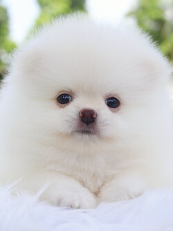 ปอมเมอเรเนียน เพศผู้สีขาวครีม