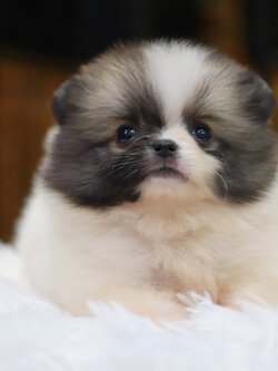 ปอมเมอเรเนียน เพศเมีย