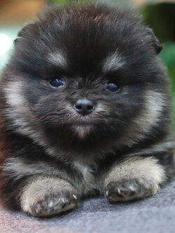 ปอมเมอเรเนียน เพศเมีย แบล็คแทน