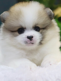 ปอมเมอเรเนียน เพศผู้แฟนซีเกรดเลี้ยงเล่นไซส์ปกติ