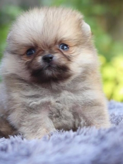 ปอมเมอเรเนียน เพศผู้