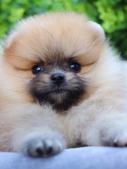 ปอมเมอเรเนียน เพศเมีย