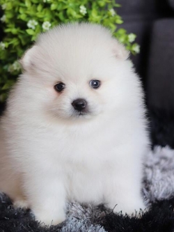 ปอมเมอเรเนียน เพศผู้