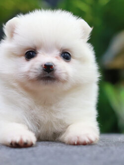 ปอมเมอเรเนียน เพศผู้