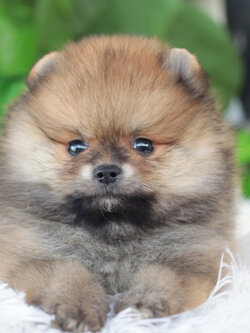 ปอมเมอเรเนียน เพศผู้สีส้ม