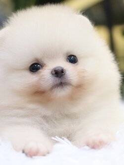 ปอมเมอเรเนียน เพศผู้ขาวครีม