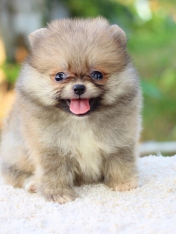 ปอมเมเรเนียน เพศผู้