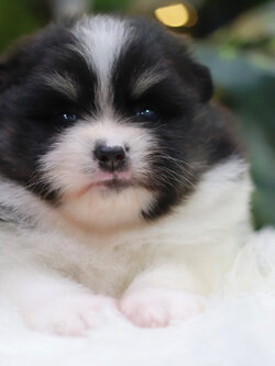 ปอมเมอเรเนียน เพศผู้ หมีแพนด้า หน้าฟ็อก