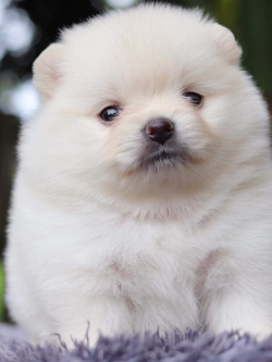 ปอมเมอเรเนียน เพศเมีย