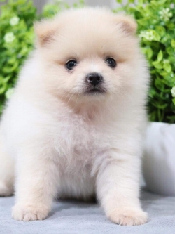 ปอมเมอเรเนียน เพศเมีย