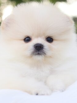 ปอมเมอเรเนียน เพศเมียสีขาวครีมเกรดโชว์