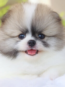 ปอมเมอเรเนียน เพศผู้สีแฟนซี เกรดโชว์