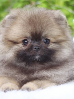 ปอมเมอเรเนียน เพศเมียสีส้ม