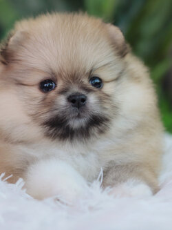 ปอมเมอเรเนียน เพศเมีย สีส้ม