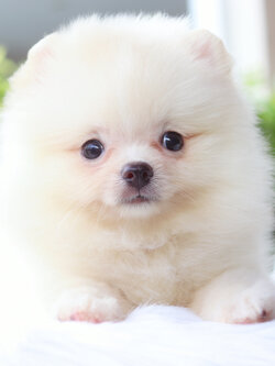 ปอมเมอเรเนียน เพศเมียสีขาวครีม