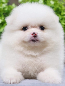 ปอมเมอเรเนียน เพศผู้