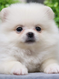 ปอมเมอเรเนียน เพศเมีย