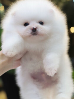 ปอมเมอเรเนียน เพศผู้ สีขาว หน้าตุ๊กตา