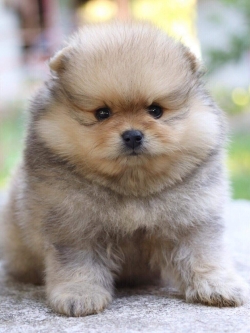 ปอมเมอเรเนียน เพศผู้