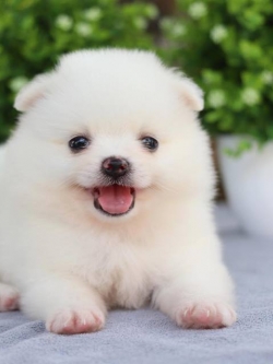 ปอมเมอเรเนียน เพศผู้