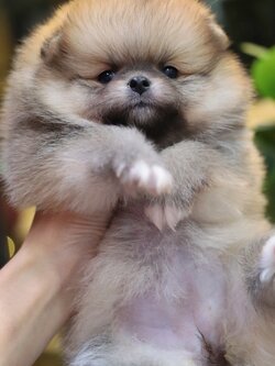 ปอมเมอเรเนียน เพศเมียสีส้ม