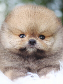 ปอมเมอเรเนียน เพศผู้สีส้ม เกรดโชว์