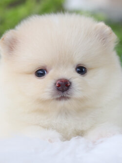 ปอมเมอเรเนียน เพศผู้สีขาวครีม