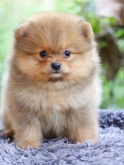 ปอมเมอเรเนียน เพศผู้