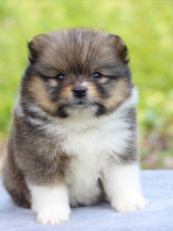 ปอมเมอเรเนียน เพศเมีย