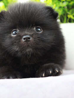 ปอมเมอเรเนียน เพศเมีย