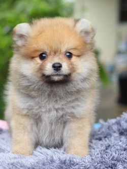 ปอมเมอเรเนียน เพศผู้