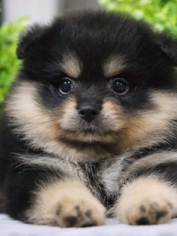 ปอมเมอเรเนียน เพศผู้