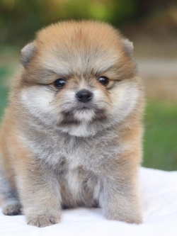 ปอมเมอเรเนียน เพศผู้