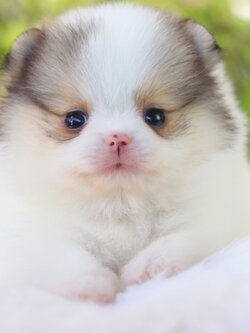 ปอมเมอเรเนียน เพศเมียสีแฟนซี