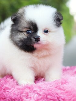 ปอมเมอเรเนียน เพศผู้แฟนซี