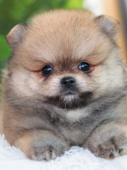 ปอมเมอเรเนียน เพศผู้ส้ม