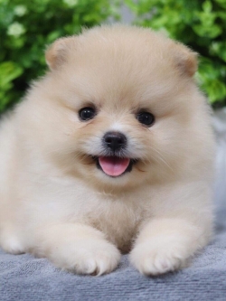 ปอมเมอเรเนียน เพศเมีย